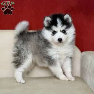 Geneviene, Pomsky Puppy