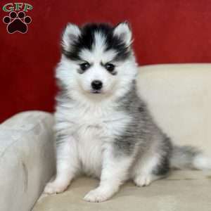 Geneviene, Pomsky Puppy
