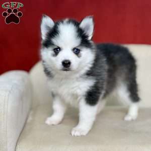 Myrtle, Pomsky Puppy