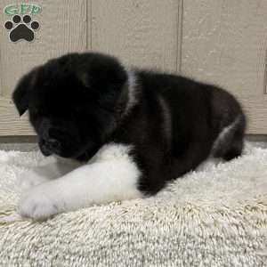 Zeke, Akita Puppy