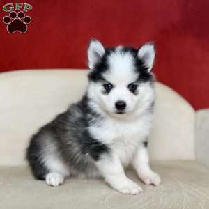 Myrtle, Pomsky Puppy