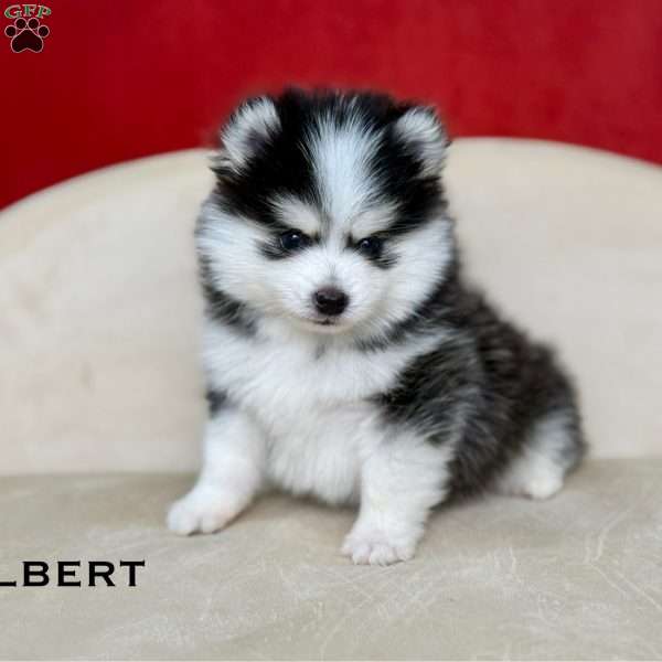 Gilbert, Pomsky Puppy