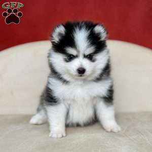Gilbert, Pomsky Puppy