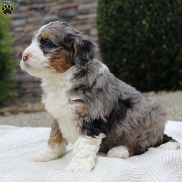 Luna, Mini Bernedoodle Puppy