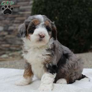 Luna, Mini Bernedoodle Puppy