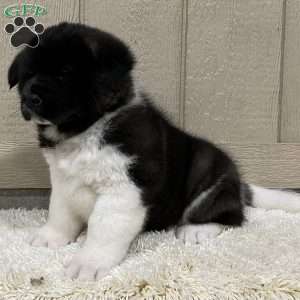 Zeke, Akita Puppy