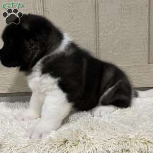 Zeke, Akita Puppy