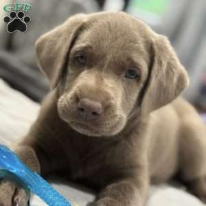 Boone, Silver Labrador Retriever Puppy