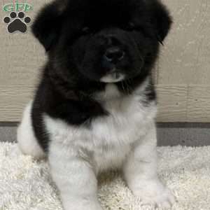 Zeke, Akita Puppy