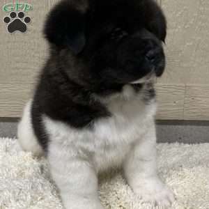 Zeke, Akita Puppy