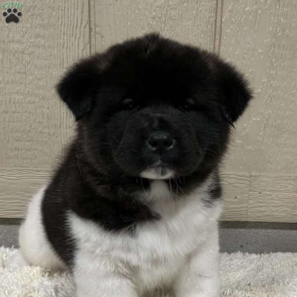 Zeke, Akita Puppy