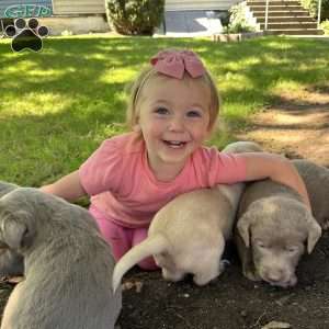Bruce, Silver Labrador Retriever Puppy