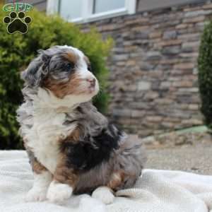 Lexi, Mini Bernedoodle Puppy