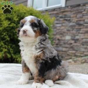 Lexi, Mini Bernedoodle Puppy