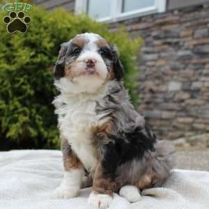 Lexi, Mini Bernedoodle Puppy