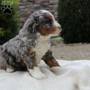 Lexi, Mini Bernedoodle Puppy