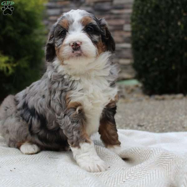 Lexi, Mini Bernedoodle Puppy