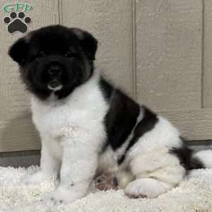 Copy of Zane, Akita Puppy