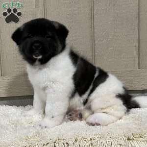 Copy of Zane, Akita Puppy
