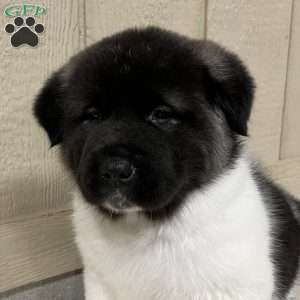Copy of Zane, Akita Puppy