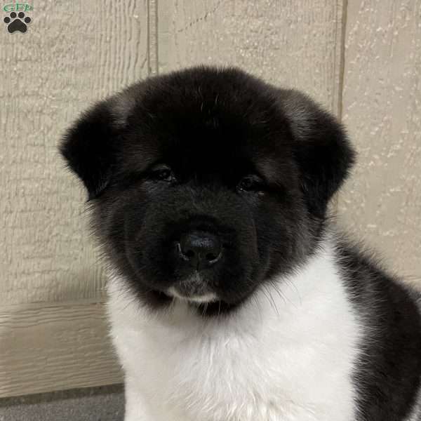 Copy of Zane, Akita Puppy