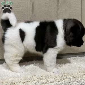 Copy of Zane, Akita Puppy