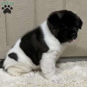 Copy of Zane, Akita Puppy