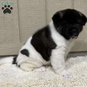 Copy of Zane, Akita Puppy