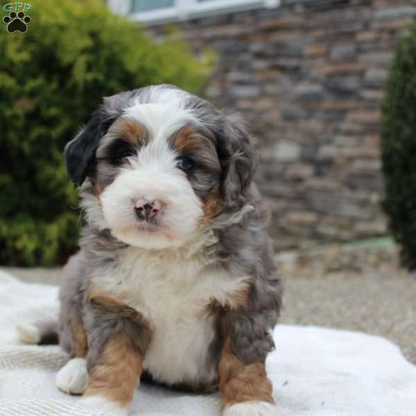Lara, Mini Bernedoodle Puppy