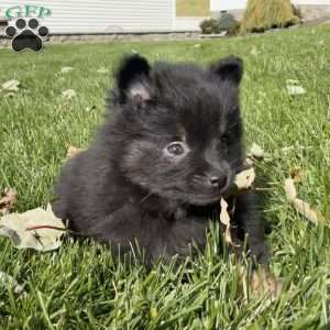 Tucker, Pomeranian Puppy