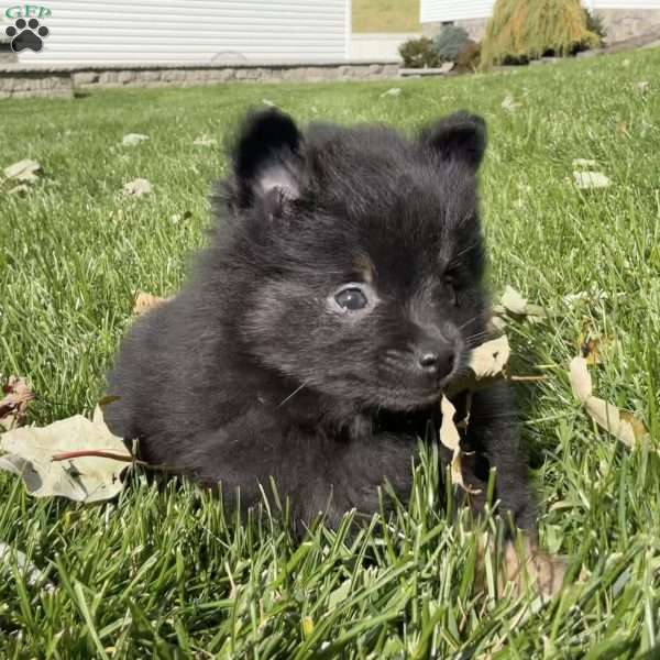 Tucker, Pomeranian Puppy