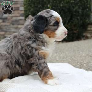 Lara, Mini Bernedoodle Puppy