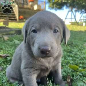 Bruce, Silver Labrador Retriever Puppy
