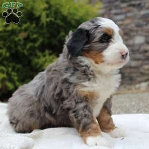 Lara, Mini Bernedoodle Puppy