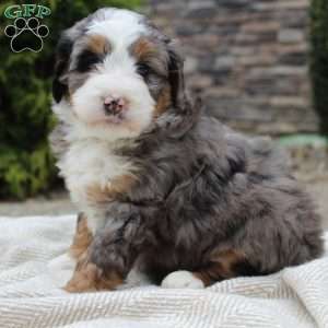 Lara, Mini Bernedoodle Puppy