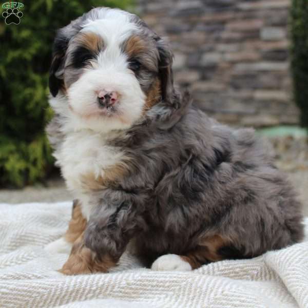 Lara, Mini Bernedoodle Puppy
