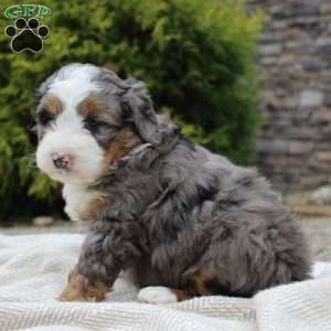 Lara, Mini Bernedoodle Puppy