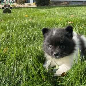 Riley, Pomeranian Puppy