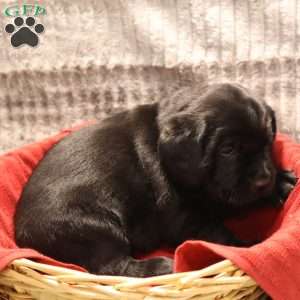 Gabby, Black Labrador Retriever Puppy