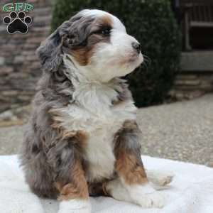 Loki, Mini Bernedoodle Puppy