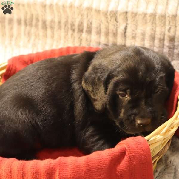 Gabby, Black Labrador Retriever Puppy