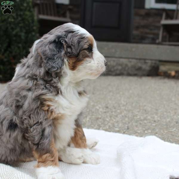 Loki, Mini Bernedoodle Puppy