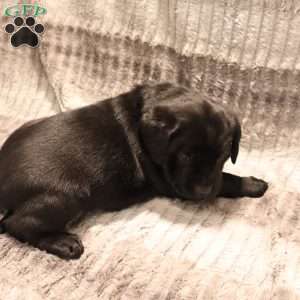 Gabby, Black Labrador Retriever Puppy