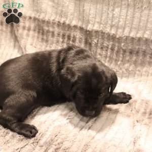 Gabby, Black Labrador Retriever Puppy