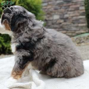 Loki, Mini Bernedoodle Puppy