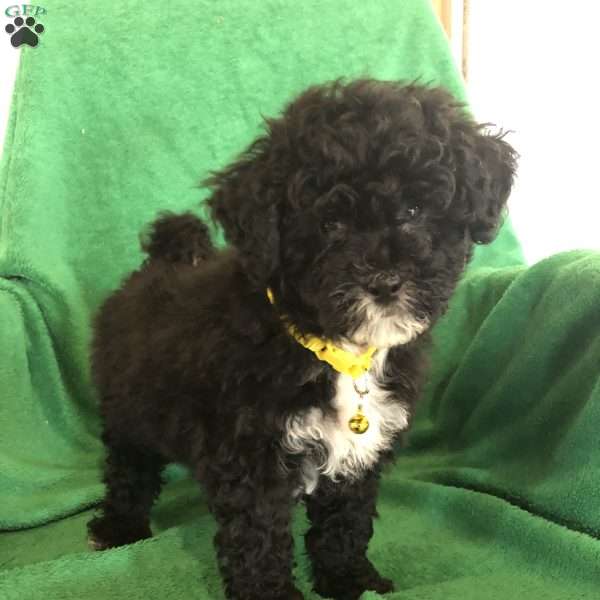 Murphy, Mini Labradoodle Puppy