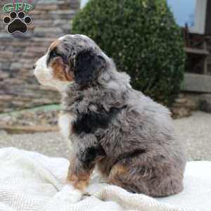 Loki, Mini Bernedoodle Puppy