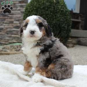 Loki, Mini Bernedoodle Puppy