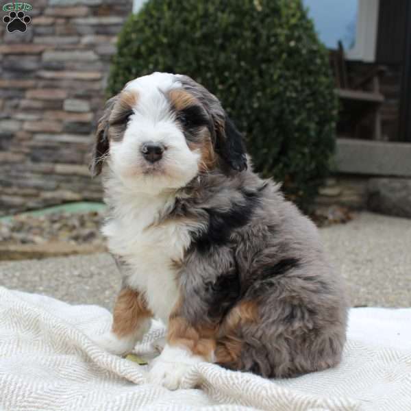 Loki, Mini Bernedoodle Puppy