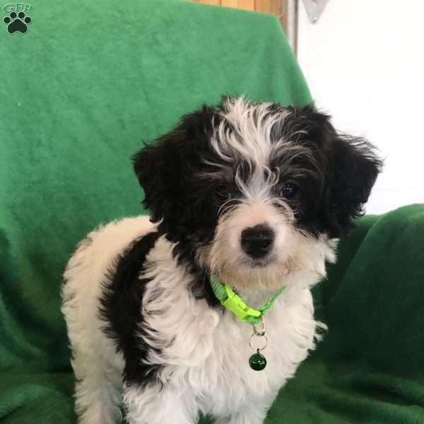 Zeus, Mini Labradoodle Puppy